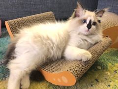 -佳怡动物医院·平价24小时·猫专科骨外科