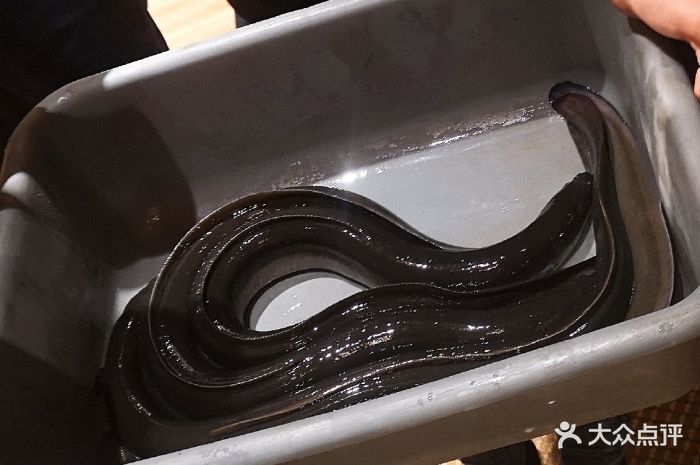 清潭洞黑牛&烤活鳗鱼(西塔分店)鳗鱼图片 - 第310张