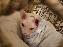 -猫腻·猫咖·撸猫馆(星光大道店)