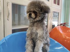 -皮特动物医院(24小时店)