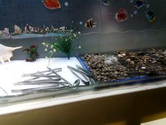 -银鲨海鲜烤肉火锅自助餐厅(五星店)
