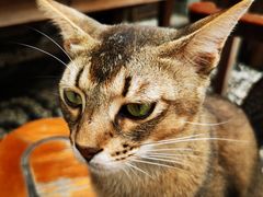 -喵屿·大理花园猫咖