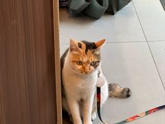 -Again Coffee Roaster(香蜜湖店)