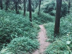 -南山植物园