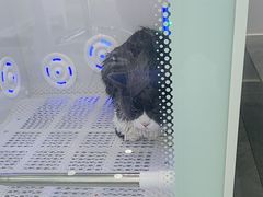 -爱洗澡的猫(望京店)