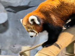 -Zoolung Zoolung动物主题公园(海信广场店)