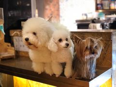 -more than meow吴止猫主题餐厅(承德 中船汇店)