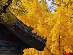 -北京国子监胡同
