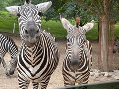 -北京野生动物园