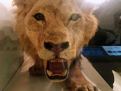 -墨尔本博物馆(Melbourne Museum)