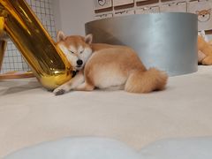 -柴务处·柴犬主题狗咖