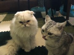 -猫猫幼稚园·撸猫·桌游·电玩