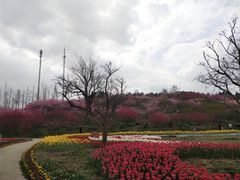 -秀丽东方