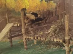 -五龙山野生动物王国