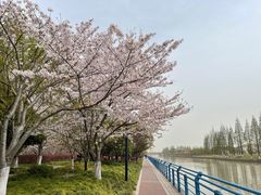 -高东镇樱花园