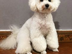 -瑞派·关忠动物医院·猫专科·犬专科(三环新城店)