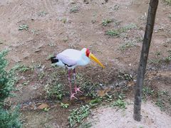 -西霞口神雕山野生动物世界