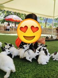 -萌宠亲子动物乐园(槐房万达店)