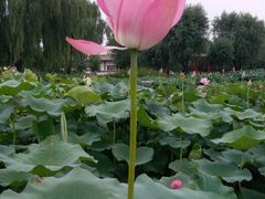 -白洋淀景区