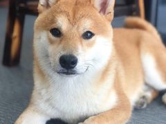 -柴源莊·柴小宠柴犬咖啡