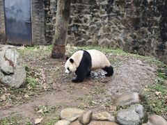 -都江堰中华大熊猫苑
