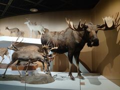 -陕西自然博物馆