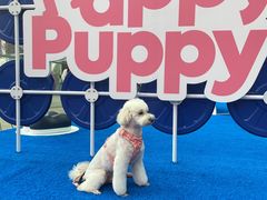 -喜洋洋宠物医院(震川路总店)