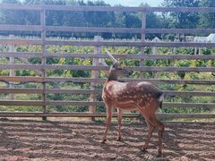 -安德鲁户外烧烤帐篷营地(马泉营店)