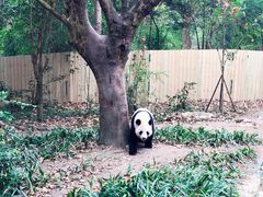 -成都大熊猫繁育研究基地