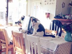 海边的猫和咖啡馆-海边的猫和咖啡馆