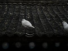 -西安大兴善寺