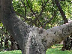 -王借岗森林公园