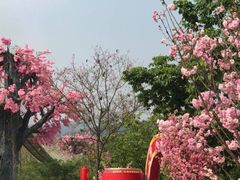 -天适樱花悠乐园
