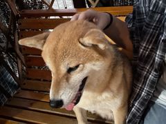 -柴犬高等学院·狗咖·柴犬售卖·宠物训练