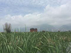 -哈素海