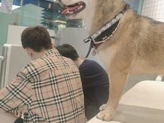 -柴务处·柴犬主题狗咖