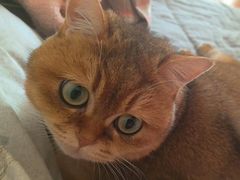 -车接车送·寄养洗护·德文猫舍(大宁店)