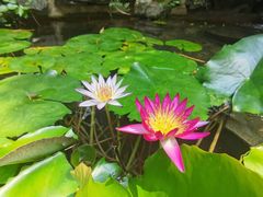 -花锦堂·隐庐