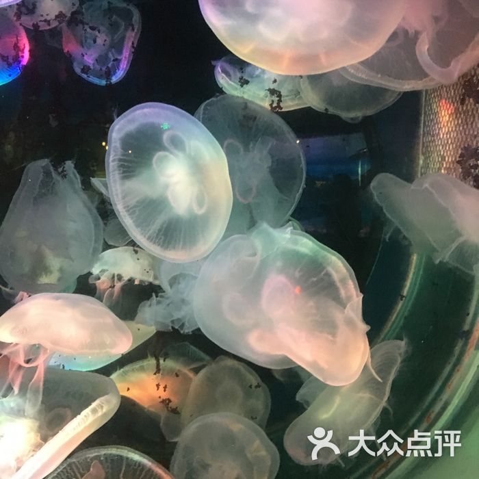 富國海底世界圖片-北京海洋館-大眾點評網