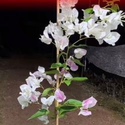 -西单玩具城(华威大厦店)