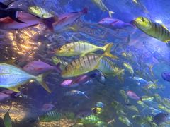 -太平洋海底世界