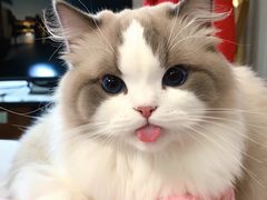 -喵百万·布偶·蓝金金渐层英短·猫舍(百子湾店)