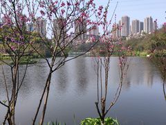 -重庆彩云湖湿地公园