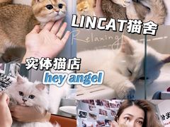 -lincat·猫舍(广州店)