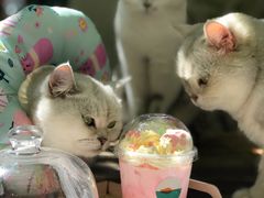 猫爪巧克力慕斯-喵屿·大理花园猫咖