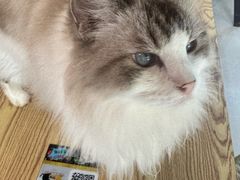 -豆逗聊愈猫阁Easy Life