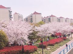 -高东镇樱花园
