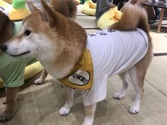 -逗柴咖啡屋·狗咖猫咖宠物桌游