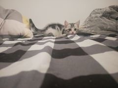-喵zoo家庭繁育猫舍(尖东智能花园店)