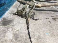 -石家庄市动物园